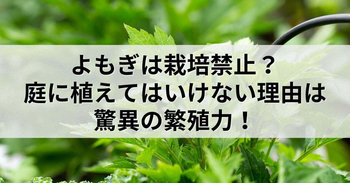 よもぎは栽培禁止？庭に植えてはいけない理由は驚異の繁殖力！