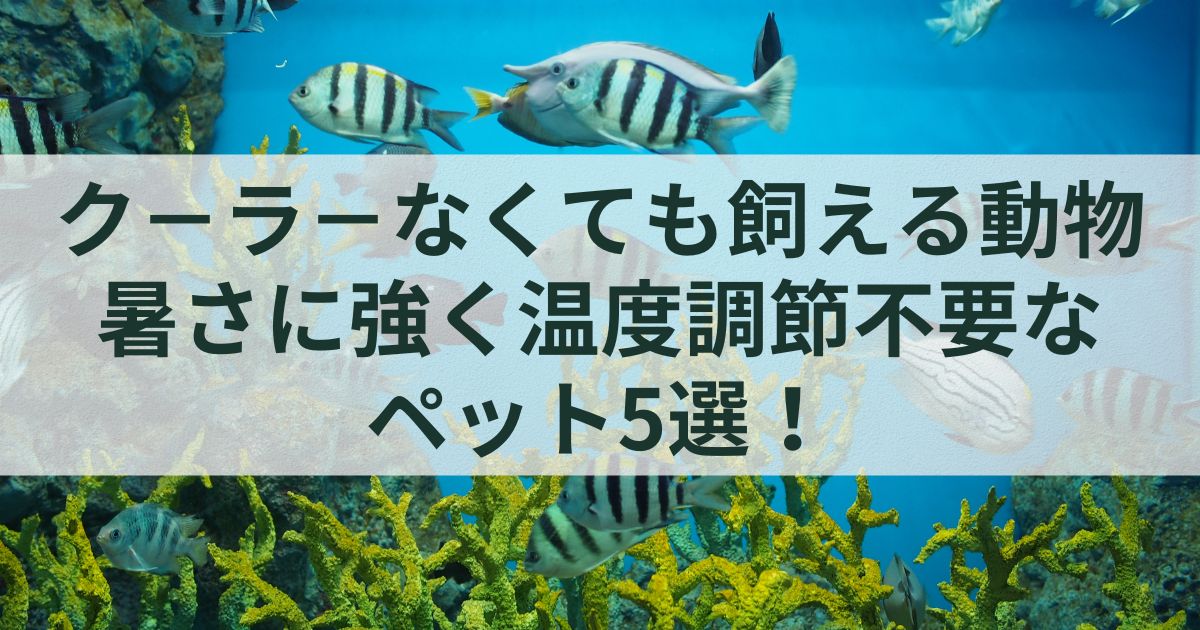 ク－ラ－なくても飼える動物：暑さに強く温度調節不要なペット5選！