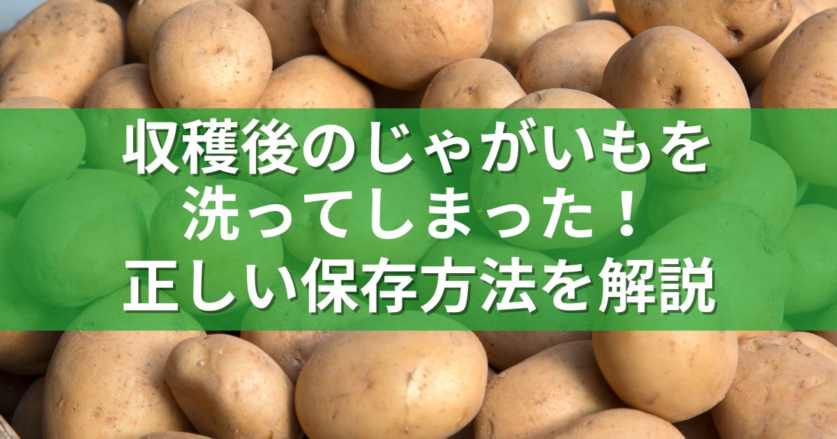 収穫後のじゃがいもを洗ってしまった！正しい保存方法を解説