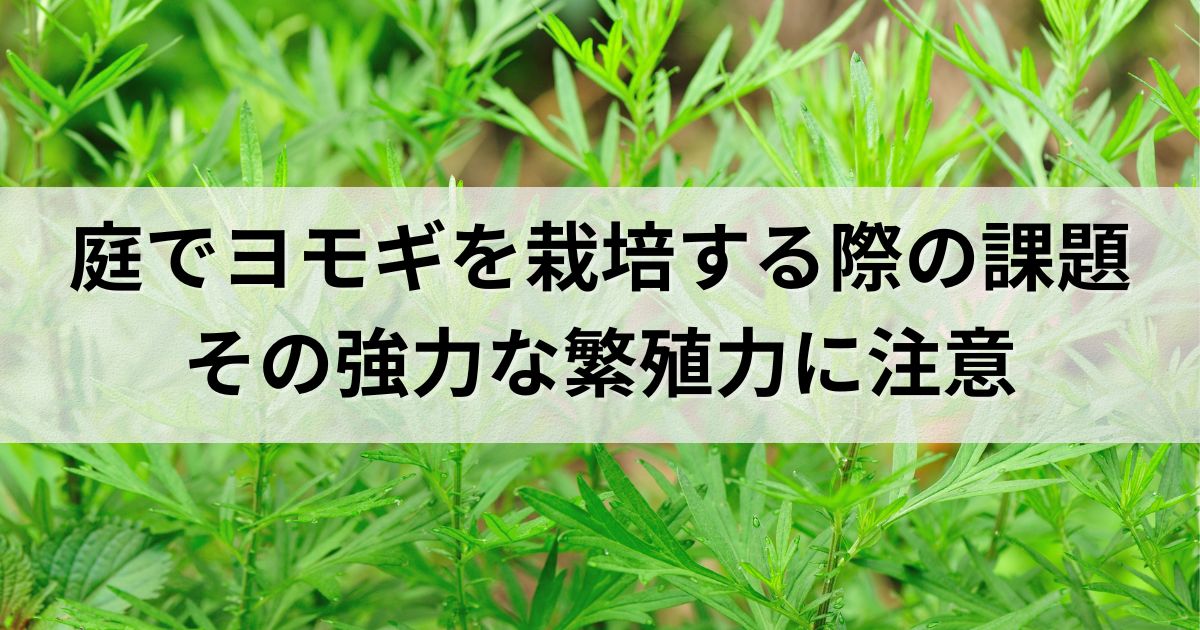 庭でヨモギを栽培する際の課題：その強力な繁殖力に注意